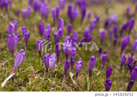 close up of beautiful crocus flowers on the field 141029252