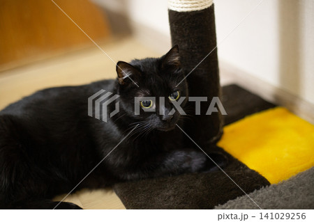 beautiful domestic fluffy black cat in the house with his toys beautiful domestic fluffy black cat in the house with his toys 141029256