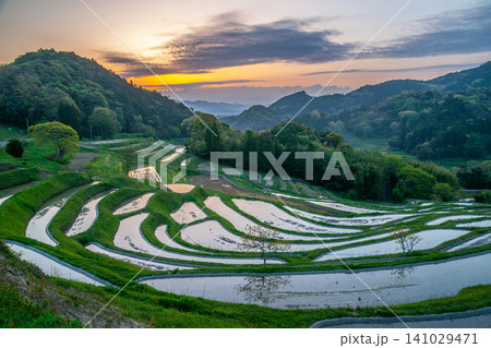 夜明けの大山千枚田(千葉県) 夜明けの大山千枚田(千葉県) 141029471