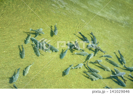 池で泳ぐ鯉 池で泳ぐ鯉 141029846