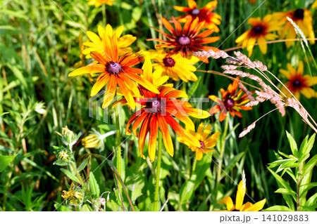 Flowers of the hairy rudbeckia, Rudbeckia hirta, also known as Black-eyed Susan. Flowers of the hairy rudbeckia, Rudbeckia hirta, also known as Black-eyed Susan. 141029883