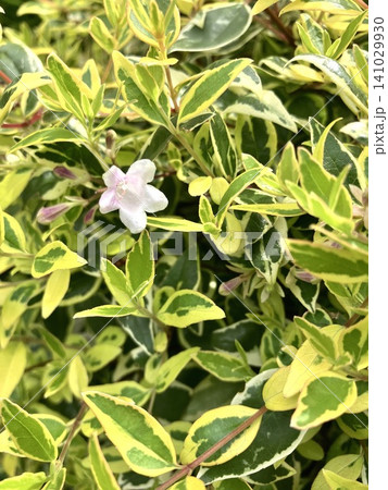 斑入り葉に咲く白いウエイゲラの花 カラーリーフが美しい初夏の庭木 斑入り葉に咲く白いウエイゲラの花 カラーリーフが美しい初夏の庭木 141029930