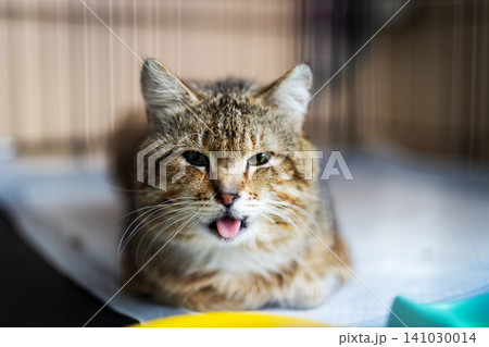 Tabby cat resting indoors with tongue out, half closed eyes, forward ears, dense striped fur, soft side light, calm expression, detailed whiskers, cozy home setting, close portrait 141030014