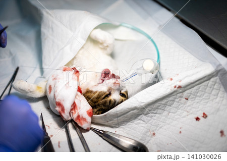 Small rodent receiving sterile wound care during veterinary treatment on clinical drape with gloved hands, visible blood, gauze pads, forceps, tubing, and medical tools nearby Small rodent receiving sterile wound care during veterinary treatment on clinical drape with gloved hands, visible blood, gauze pads, forceps, tubing, and medical tools nearby 141030026