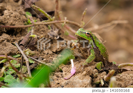 European tree frog Hyla arborea resting on dry branches and natural forest ground in outdoor habitat with detailed green skin texture and sharp wildlife focus 141030168