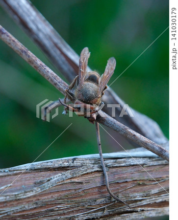 bee sitting on a tree branch in early spring with sharp focus on the insect and soft blurred background creating a natural wildlife scene 141030179
