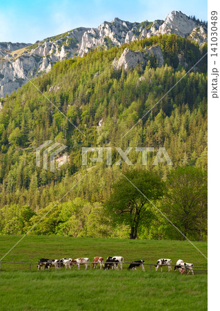 Cows grazing on an meadow below rocky mountains, representing mountain ecology and the sustainable practices of alpine farming. Cows grazing on an meadow below rocky mountains, representing mountain ecology and the sustainable practices of alpine farming. 141030489