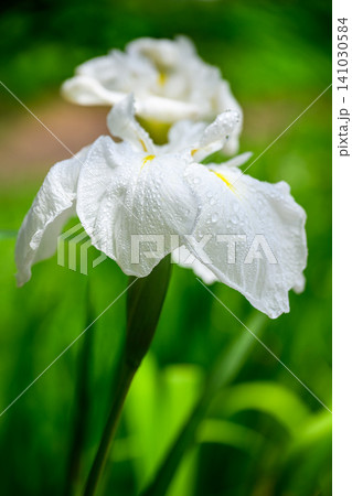 菖蒲(京小袖)_3638 菖蒲(京小袖)_3638 141030584