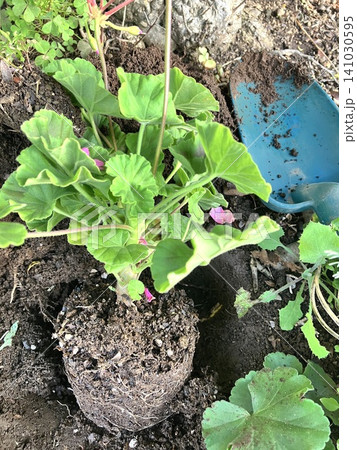 ゼラニウムの苗を植える手元 ガーデニングの植え付け 根鉢と植え穴 ゼラニウムの苗を植える手元 ガーデニングの植え付け 根鉢と植え穴 141030595