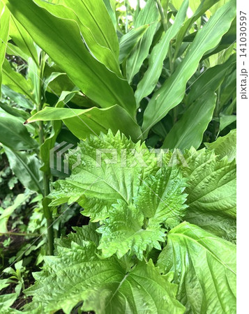 採れたての大葉 和の薬味 家庭菜園で育つ青じそとミョウガの葉 採れたての大葉 和の薬味 家庭菜園で育つ青じそとミョウガの葉 141030597