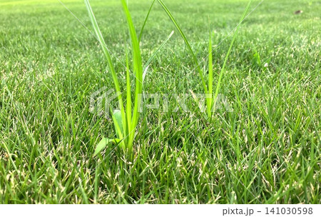 芝生に生えた雑草 ローアングルで捉えた庭の芝と雑草 芝生の管理 芝生に生えた雑草 ローアングルで捉えた庭の芝と雑草 芝生の管理 141030598