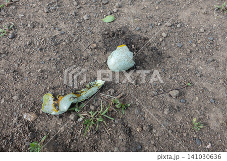 A broken light blue spotted bird eggshell lying on the dirt ground 141030636
