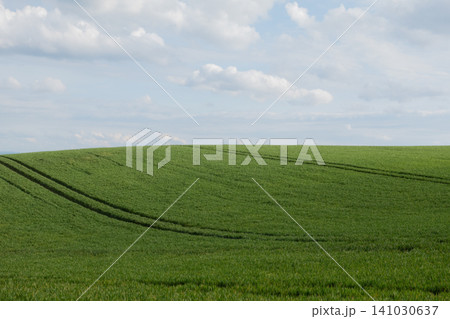 Scenic view of a rolling green wheat field under a blue sky with soft white clouds and tractor tracks running across the hill Scenic view of a rolling green wheat field under a blue sky with soft white clouds and tractor tracks running across the hill 141030637