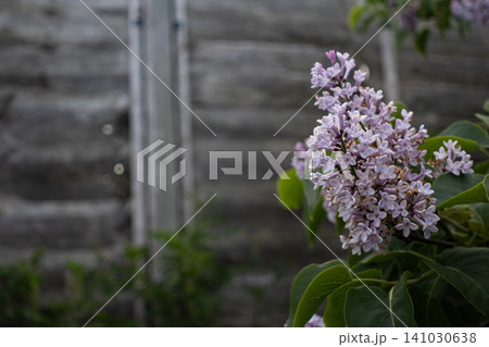 Close-up of a blooming purple lilac flower branch with a blurred rustic wooden fence in background 141030638