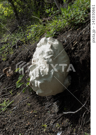 A giant white puffball mushroom with textured cracked surface growing on a dirt slope in nature 141030661