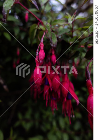 A vertical composition of a cluster of vibrant pink Hardy Fuchsia buds and blooming flowers covered in raindrops after rain A vertical composition of a cluster of vibrant pink Hardy Fuchsia buds and blooming flowers covered in raindrops after rain 141030667