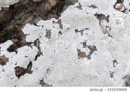 Background texture of white crustose lichen growing on a rough dark rock surface Background texture of white crustose lichen growing on a rough dark rock surface 141030669
