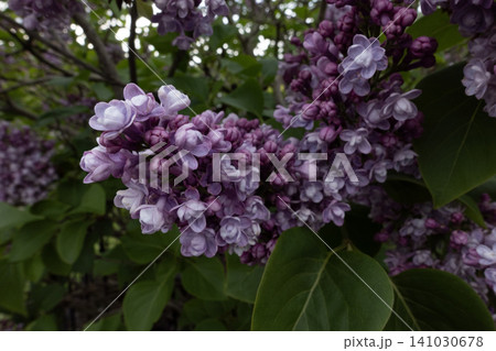 Close-up of blooming purple lilac flower clusters with green leaves in a spring garden Close-up of blooming purple lilac flower clusters with green leaves in a spring garden 141030678
