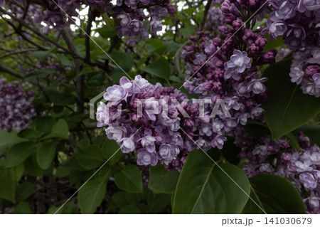 Close-up of blooming purple lilac flower clusters with green leaves in a spring garden Close-up of blooming purple lilac flower clusters with green leaves in a spring garden 141030679