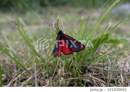 A close-up profile view of a Cinnabar moth with folded red and black wings on green grass 141030682