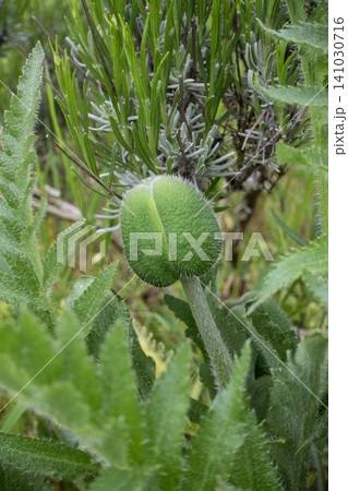 Close-up of a giant furry green unopened poppy flower bud growing on a thick stem in the garden 141030716