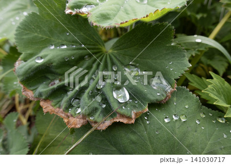 Close-up of shiny water drops on a green Lady's Mantle leaf in a garden 141030717