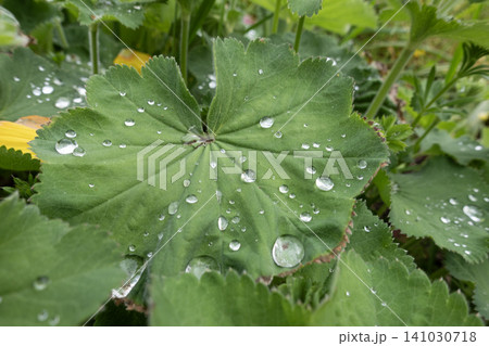 Close-up of shiny water drops on a green Lady's Mantle leaf in a garden Close-up of shiny water drops on a green Lady's Mantle leaf in a garden 141030718