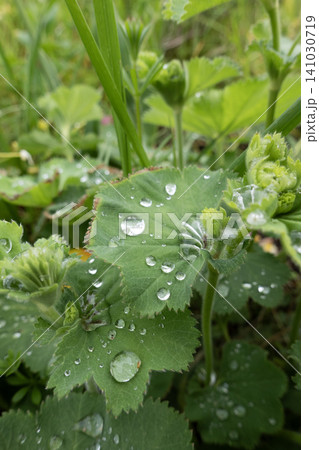 Close-up of shiny water drops on a green Lady's Mantle leaf in a garden 141030719