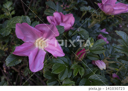 A close-up of pink wild rose flowers and buds blooming on a green shrub A close-up of pink wild rose flowers and buds blooming on a green shrub 141030723