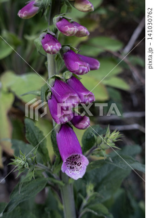 Close up of Common foxglove plant with purple bell-shaped flowers growing on a rocky hillside Close up of Common foxglove plant with purple bell-shaped flowers growing on a rocky hillside 141030762