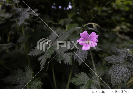 Pink cranesbill flower blooming against a dark moody background of lush green foliage Pink cranesbill flower blooming against a dark moody background of lush green foliage 141030763