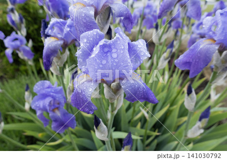 Group of purple iris flowers blooming in a garden, covered in fresh raindrops after a summer shower Group of purple iris flowers blooming in a garden, covered in fresh raindrops after a summer shower 141030792