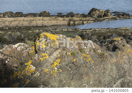 Rocky coastline with large stones covered in bright yellow lichen under bright sunlight next to the calm sea Rocky coastline with large stones covered in bright yellow lichen under bright sunlight next to the calm sea 141030805