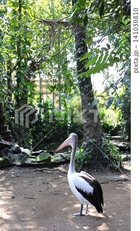 Pelican standing in shaded tropical garden beside pond, surrounded by dense foliage, ferns, vines, mossy ground, and tall trees with soft dappled sunlight through canopy Pelican standing in shaded tropical garden beside pond, surrounded by dense foliage, ferns, vines, mossy ground, and tall trees with soft dappled sunlight through canopy 141030810