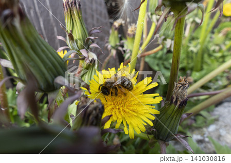 Close-up of a honey bee collecting pollen on a bright yellow dandelion flower Close-up of a honey bee collecting pollen on a bright yellow dandelion flower 141030816