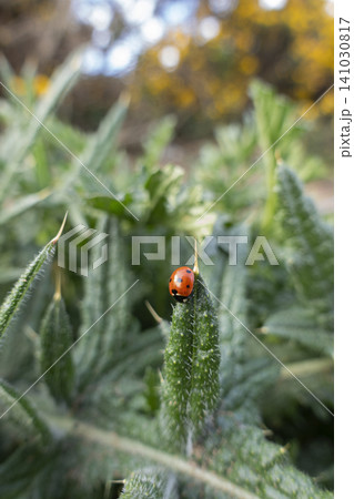 Small red ladybug perched on the sharp tip of a spiky green thistle leaf outdoors Small red ladybug perched on the sharp tip of a spiky green thistle leaf outdoors 141030817