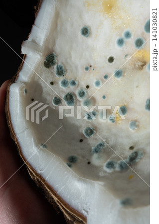 Green and grey mold colonies growing inside a spoiled coconut Green and grey mold colonies growing inside a spoiled coconut 141030821