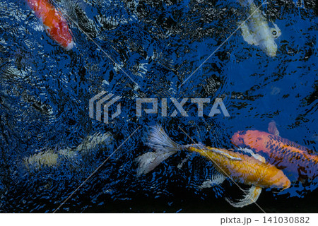 Movement of Fancy Carps Fish or Koi Swim in Pond 141030882