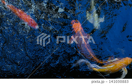 Movement of Fancy Carps Fish or Koi Swim in Pond 141030883
