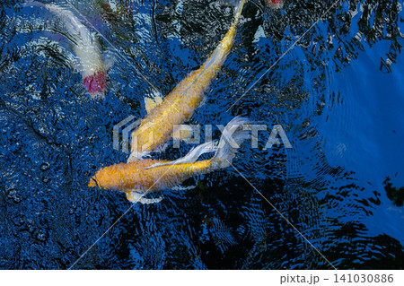 Movement of Fancy Carps Fish or Koi Swim in Pond Movement of Fancy Carps Fish or Koi Swim in Pond 141030886
