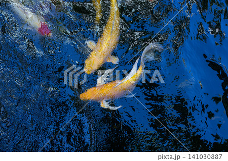 Movement of Fancy Carps Fish or Koi Swim in Pond Movement of Fancy Carps Fish or Koi Swim in Pond 141030887