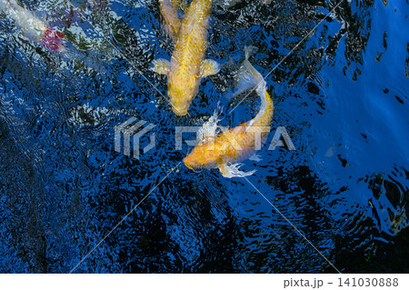 Movement of Fancy Carps Fish or Koi Swim in Pond Movement of Fancy Carps Fish or Koi Swim in Pond 141030888