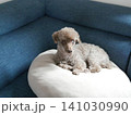 ソファのクッションの上でカメラを見つめるシニアのミックス犬（ダップー） 141030990