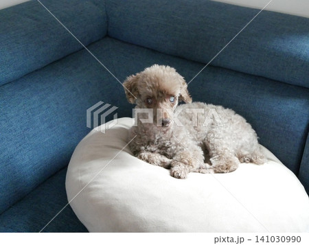 ソファのクッションの上でカメラを見つめるシニアのミックス犬（ダップー） 141030990