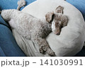 大きなクッションの上で無防備に眠るシニアのミックス犬（ダップー） 141030991