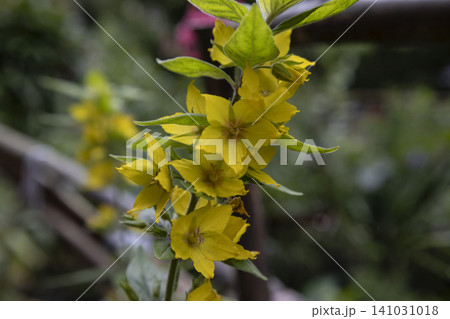 Beautiful bright yellow loosestrife flowers (Lysimachia) blooming in the summer garden, macro photography with soft natural green bokeh background, close-up nature floral detail, seasonal plant. Beautiful bright yellow loosestrife flowers (Lysimachia) blooming in the summer garden, macro photography with soft natural green bokeh background, close-up nature floral detail, seasonal plant. 141031018