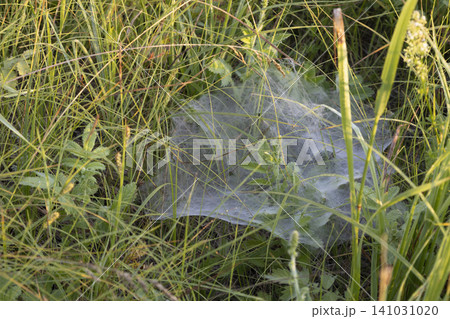 Close-up of a spider web covered with morning dew drops hidden in the green grass of a summer meadow. Fragile insect trap illuminated by soft golden sunlight in a wild rural natural environment. Close-up of a spider web covered with morning dew drops hidden in the green grass of a summer meadow. Fragile insect trap illuminated by soft golden sunlight in a wild rural natural environment. 141031020