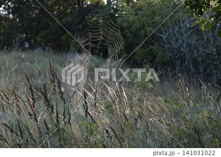 A detailed spider web hanging between wild grasses in a meadow, beautifully illuminated by the soft, warm glow of the golden hour sun. A serene and artistic nature scene capturing delicate textures. A detailed spider web hanging between wild grasses in a meadow, beautifully illuminated by the soft, warm glow of the golden hour sun. A serene and artistic nature scene capturing delicate textures. 141031022