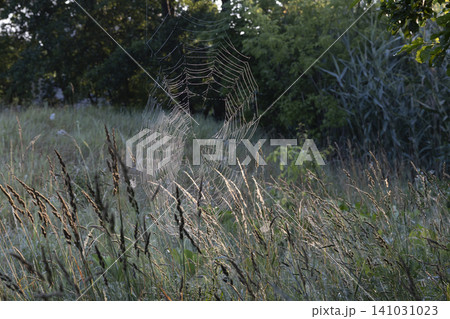A detailed spider web hanging between wild grasses in a meadow, beautifully illuminated by the soft, warm glow of the golden hour sun. A serene and artistic nature scene capturing delicate textures. 141031023
