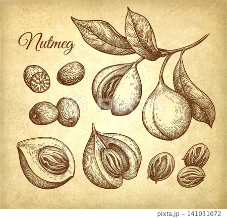 Nutmeg and mice spices. Set of ink sketches 141031072